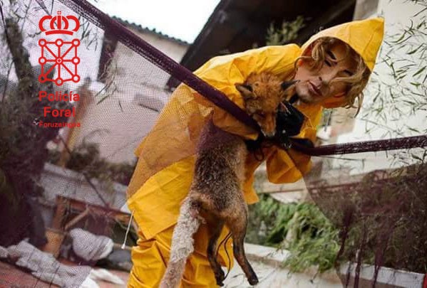 Zubieta eta Iturengo inauterietan hildako animaliak erabili izana ikertzen ari dira - 2