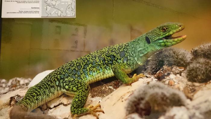 Euskal Herriko anfibio eta narrastiak, Ingurumen Heziketarako Museoan