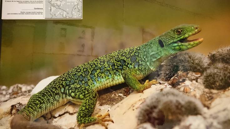 Euskal Herriko anfibio eta narrastiak, Ingurumen Heziketarako Museoan