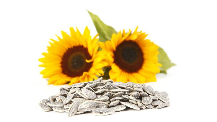 NUP-eko ikertzaileek eta Grefusa enpresak ekilore-hazi elikagarriagoak egitea lortu dute