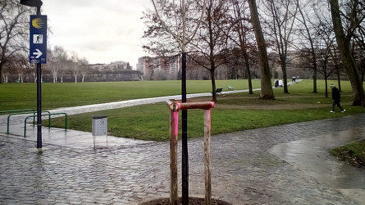 Sorburua historiaurrean duen zuhaitz-espezie batek ordezkatuko du Gaztelu Gibelean eroritako makal zuria