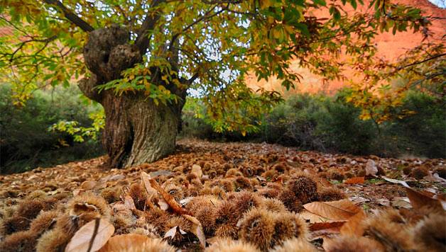 Aintzane Kortajarena eta Akaitz Sarasola: “Bere garaian gaztaina pobreen ogia zen”