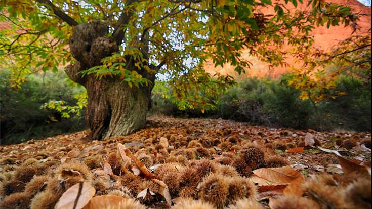 Aintzane Kortajarena eta Akaitz Sarasola: “Bere garaian gaztaina pobreen ogia zen”