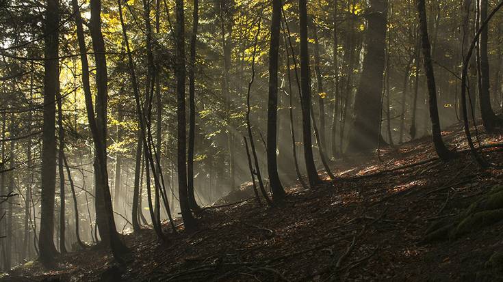 ‘Gure Basoak’ hobeto ezagutzeko gida