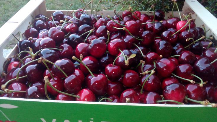 Etxauribarko gerezi goiztiarren %75 galdu dira eguzki faltagatik