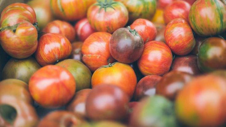 Tomate zaharraren festa Iruñera itzuliko da bihar larunbatean Geltokin eginen den EKOmerkatuan