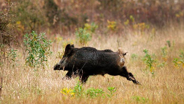 Lau txakur hil dira Anuen, Aujeszky gaitzak jota