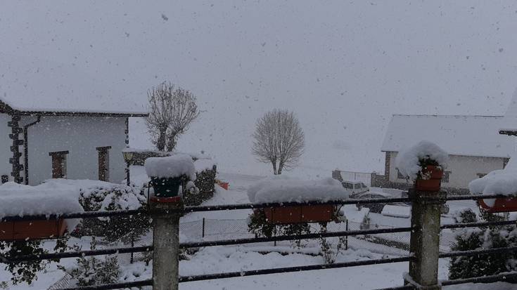 Alerta horia Pirinioetan, elurragatik