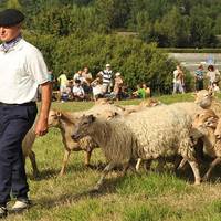Gaizka Uharte  (Artzai eguna): “Artzaintzaren sektorea babesteko eta bultzatzeko eguna da”