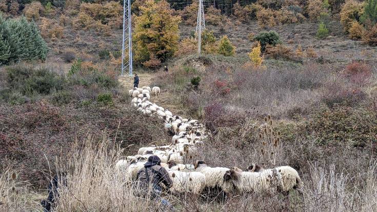 Ardi «suhiltzaileak» Ezkaba Txikin, mediko suteak saihesteko