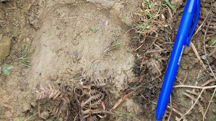 Erronkariko artaldeetatik hartza urruntzeko neurriak hartuko ditu Nafarroako Gobernuak