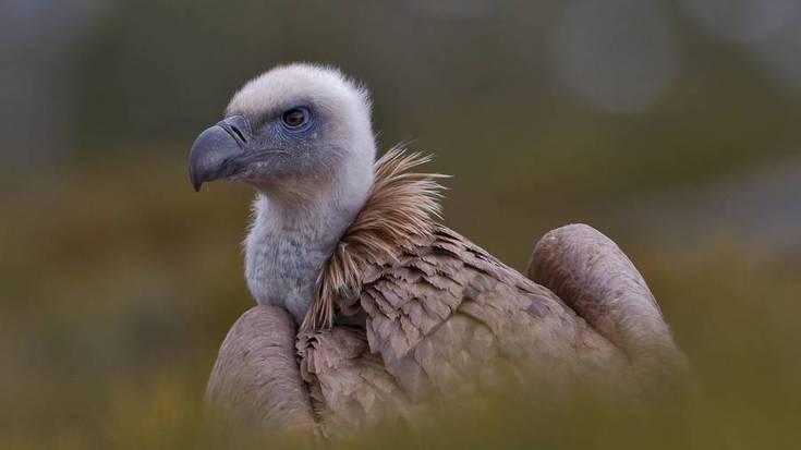 EHNEk Nafarroako Gobernuari eskatu dio neurriak har ditzala sai arreen "populazio neurrigabearen" aurrean