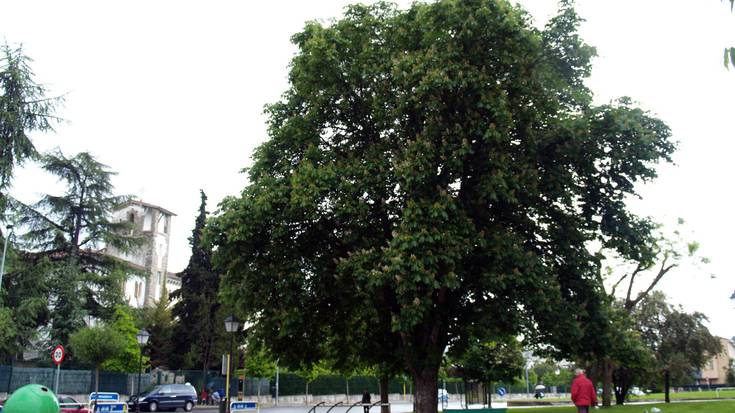 Txantrean auzoko zuhaitz preziatuena aukeratzeko ekimena abiatu da