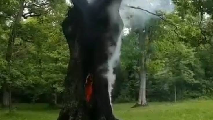 Tximista batek Altsasuko San Pedro baselizako haritz bat bota egin du