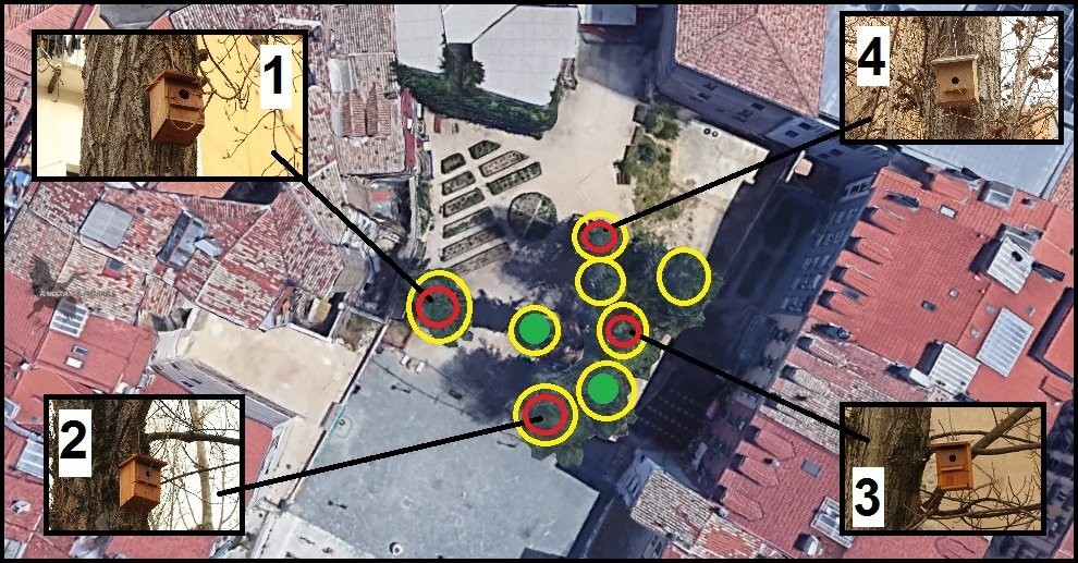Lau kutxa jarri dituzte Santa Ana plazako zuhaitzetan, txoriei aterpe emateko