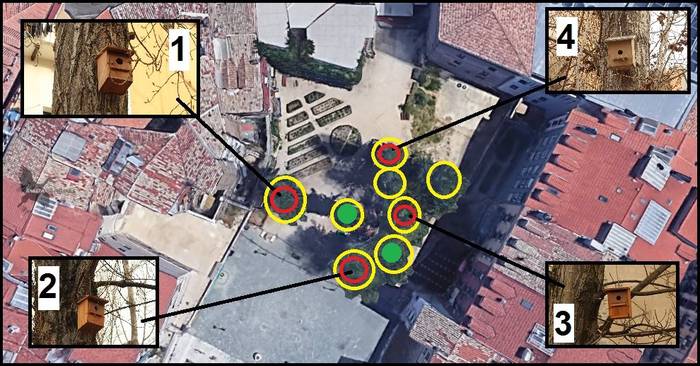 Lau kutxa jarri dituzte Santa Ana plazako zuhaitzetan, txoriei aterpe emateko