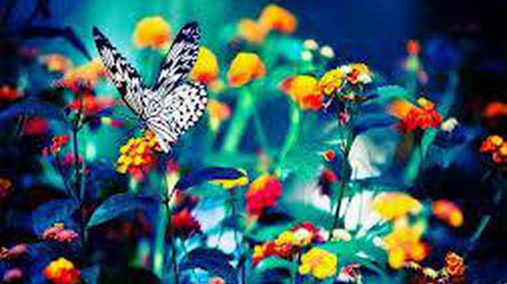 Larunbatean, udaberriko lore eta landareen II azoka Esan