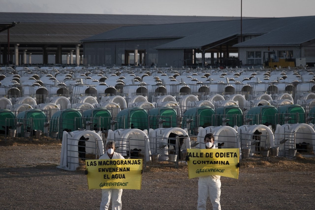 Greenpeacek bi tona ur kutsatu itzuli dizkio Caporrosoko behi haztegiari