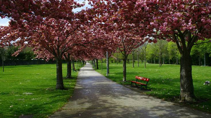 Irubideko gereziondo japoniarrak aukeratuak izan dira Txantreako zuhaitz gisa