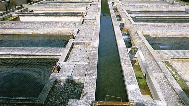 Esako arrain-haztegian izandako ezbeharrean langile bat zauritu da