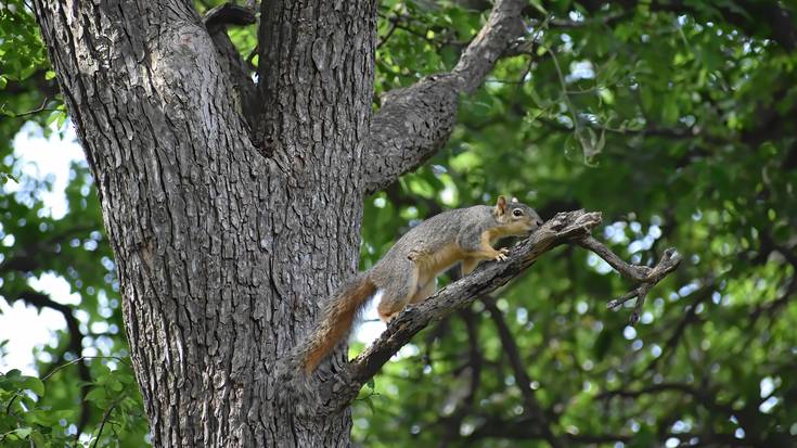 Ipuin kontalaria: 'Katagorrien ametsa'