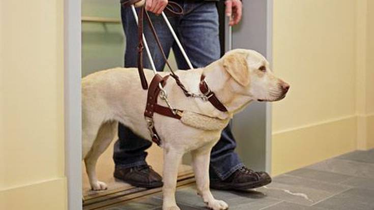 Espazio eta garraio publikoetara sartu ahal izanen dira laguntzarako txakurrak