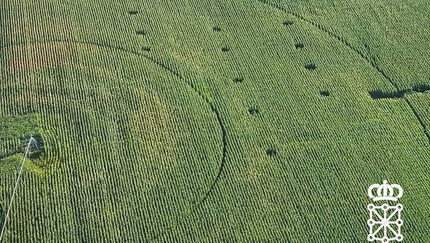 Estralurtarren markak? Ez, 15 marihuana landareren arrastoa, Artaxoako artadi batean