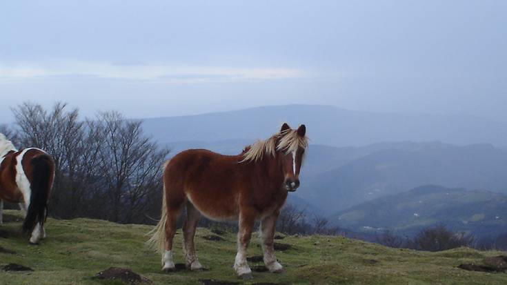 Zaldi azienda feria eginen dute ostegunean Agustindarren industrialdean