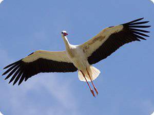 Bi zikoina bikote baino ez, Iruñerrian