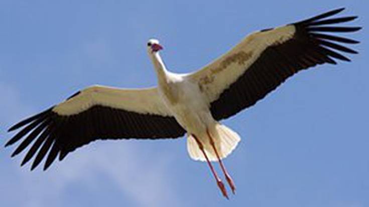 Bi zikoina bikote baino ez, Iruñerrian