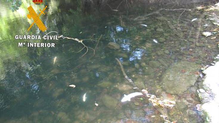 30 amuarrain hilda aurkitu dituzte Ultzama ibaian, Latasan, isuri baten ondorioz