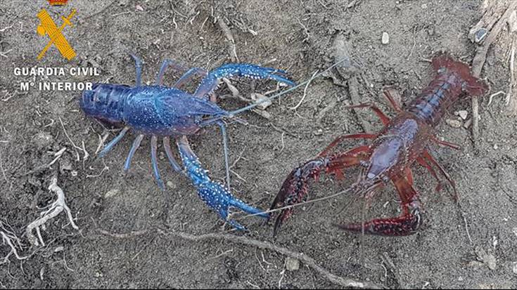 Floridako otarrain urdin bat aurkitu dute Cascanten