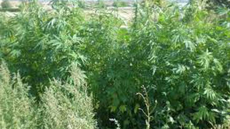 Antsoaingo elkarte baterako kanabisa landatzea delitua dela dio epaileak  