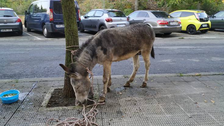 Asto bat, Sanduzelai auzoan