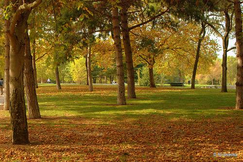 Zuhaitz bat erori da Gaztelu gibelean