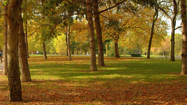 Zuhaitz bat erori da Gaztelu gibelean