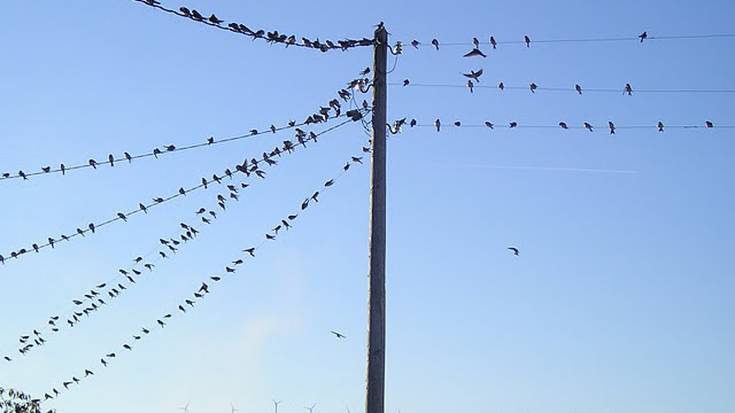 Linea elektrikoetan hiltzen diren hegaztien heriotza ekidin daitekela dio SOS Linea Elektrikoak taldeak