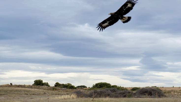 Tiro poligonoa biodibertsitatearentzat "lagungarri" dela esan du Bardea Komunitateko presidenteak