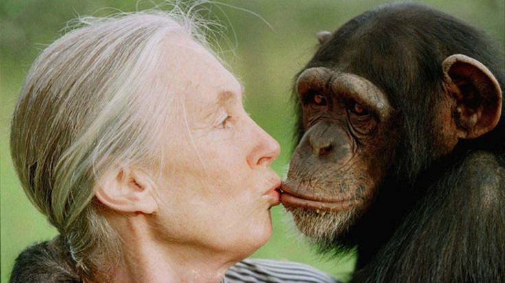 Gizalaba: Jane Goodall, txinpantzeen ikerlari eta babeslea