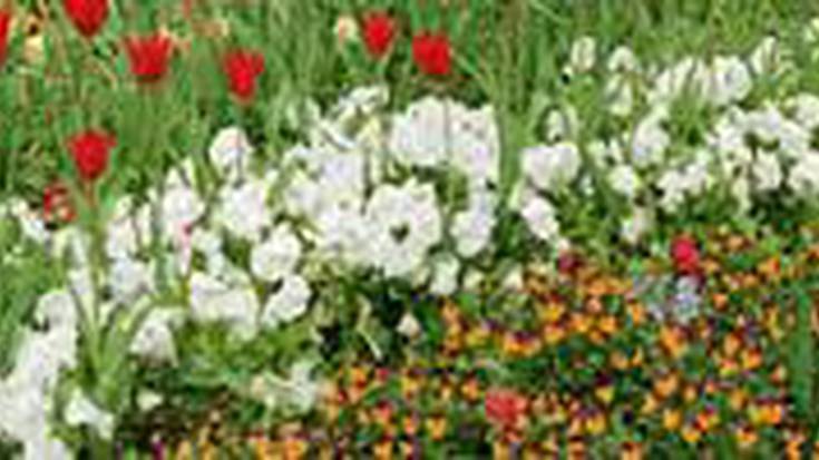 Esleitu da Iruñeko lore-parterreak landareez hornitzeko kontratua 2016 eta 2017 urteetarako