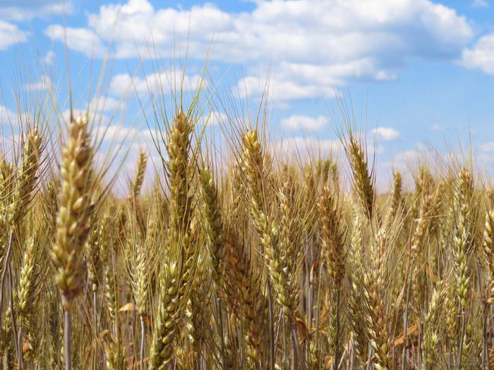 Zeliakoen dieta 1.500 euro garestiagoa da