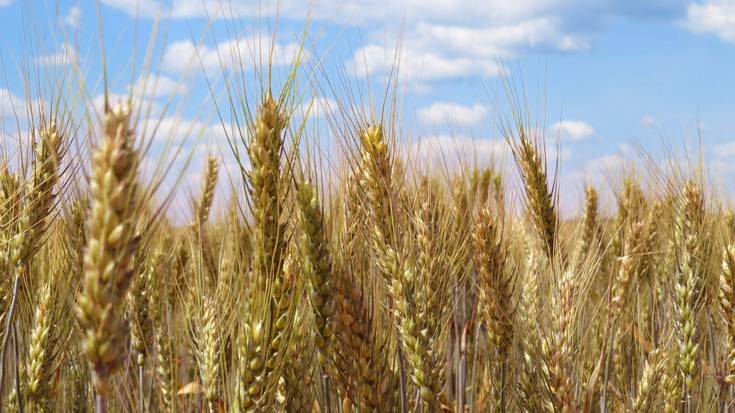 Zeliakoen dieta 1.500 euro garestiagoa da