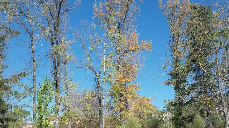 Udalak Arantzadiko likidanbar zuhaitzak ureztatuko ditu