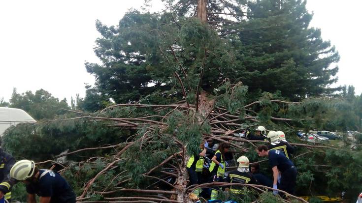 Sei zauritu, bat oso larri, Nafarroako Unibertsitatean eroritako adar batengatik