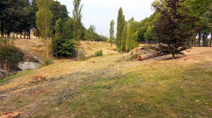 Iruñeko Udalak gerarazi ditu Nafarroako Unibertsitatean 174 zuhaitz mozteko lanak