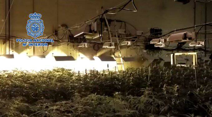 6.000 marihuana landare konfiskatu dituzte Iruñetik hurbil