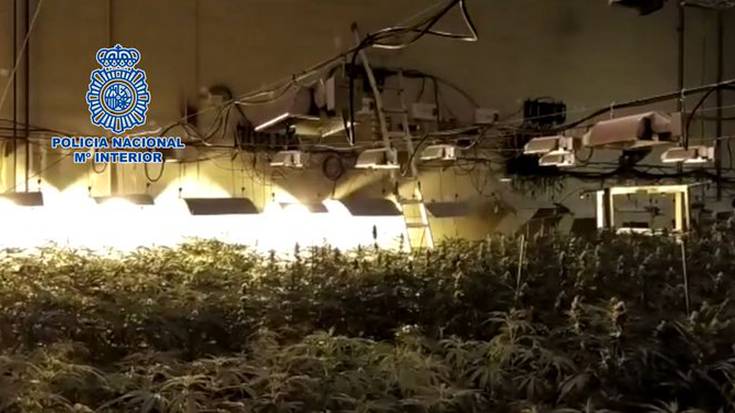 6.000 marihuana landare konfiskatu dituzte Iruñetik hurbil