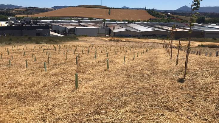 Karbono dioxidoa xurgatzeko udal proiektuak aitortzen dituen Compenso zigilua jaso du Iruñeak