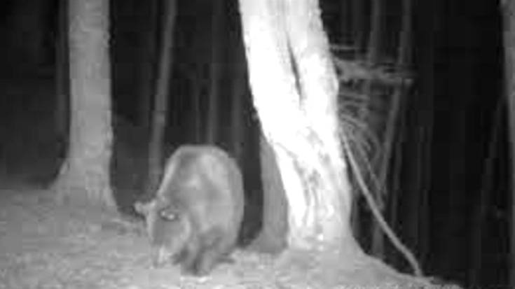 Nafar Piriniotik Aragoikora egin du bidea 'Claverina' hartzak