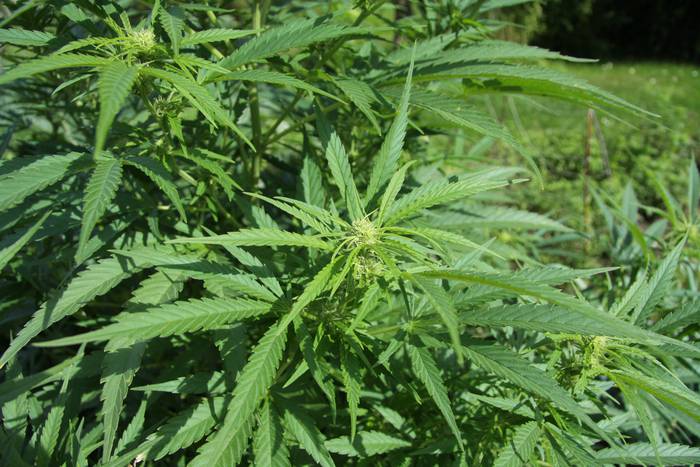 Kannabis taldeak erregulatzen zituen foru legea bertan behera utzi du Auzitegi Konstituzionalak